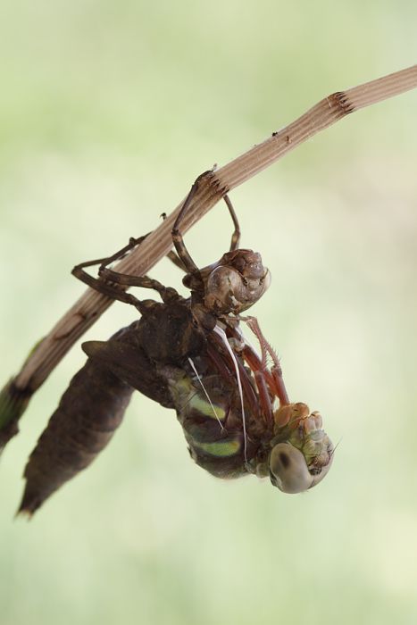 birth of a dragonfly