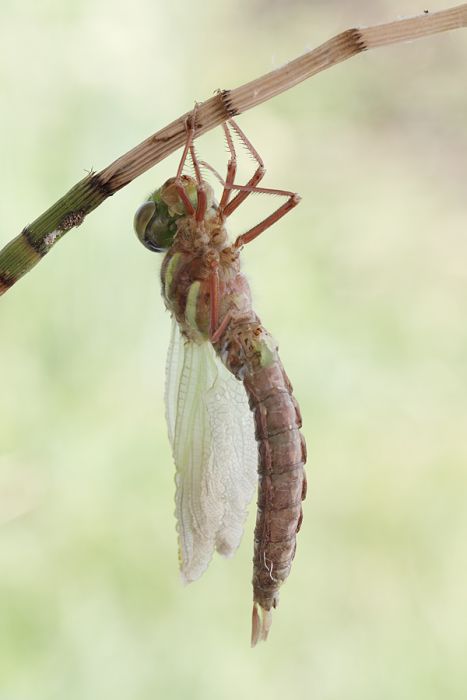 birth of a dragonfly