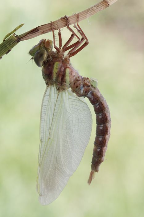 birth of a dragonfly