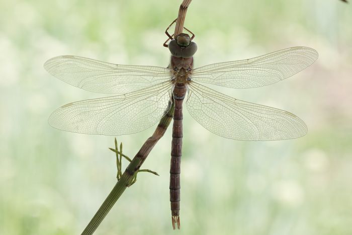 birth of a dragonfly