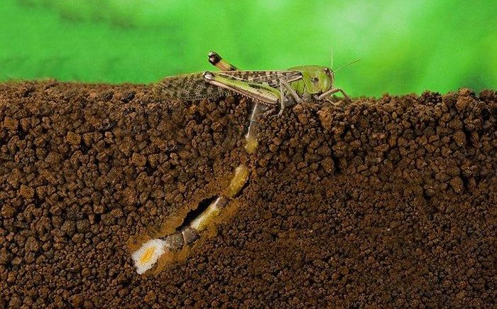 how locust lays eggs
