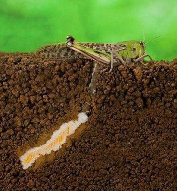 how locust lays eggs