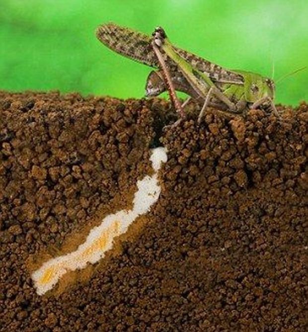 how locust lays eggs