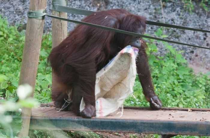 orangutan wears sack clothes