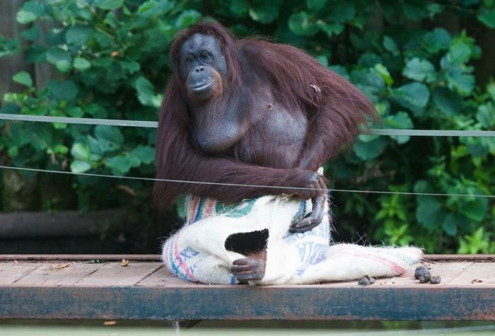 orangutan wears sack clothes