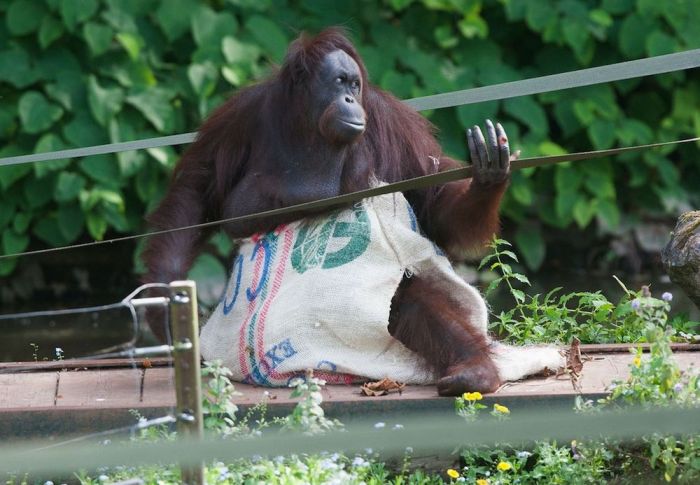 orangutan wears sack clothes