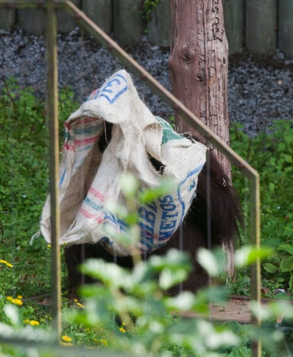 orangutan wears sack clothes