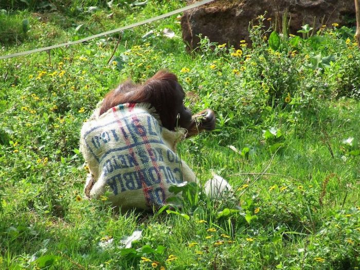 orangutan wears sack clothes