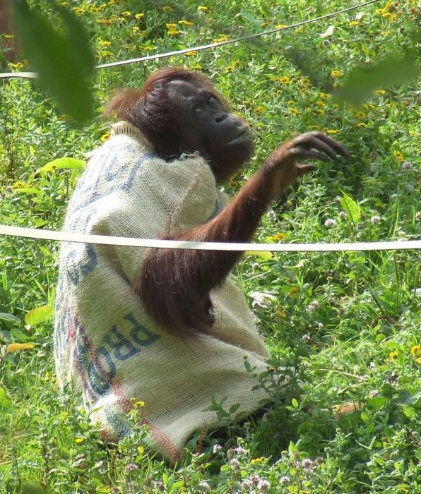 orangutan wears sack clothes