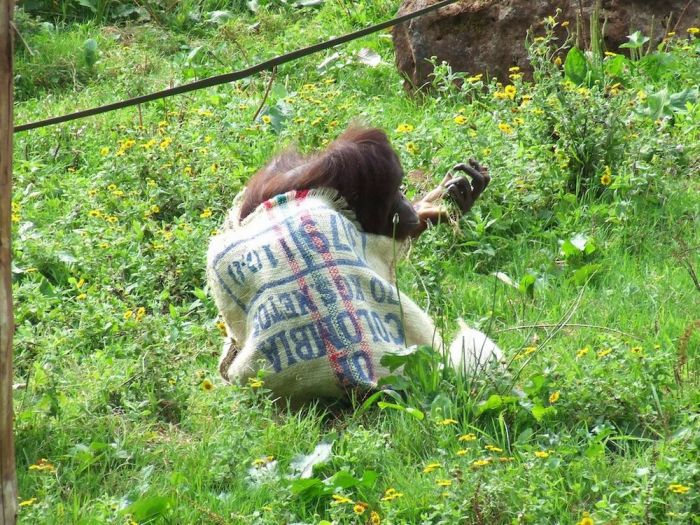 orangutan wears sack clothes