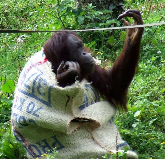 orangutan wears sack clothes