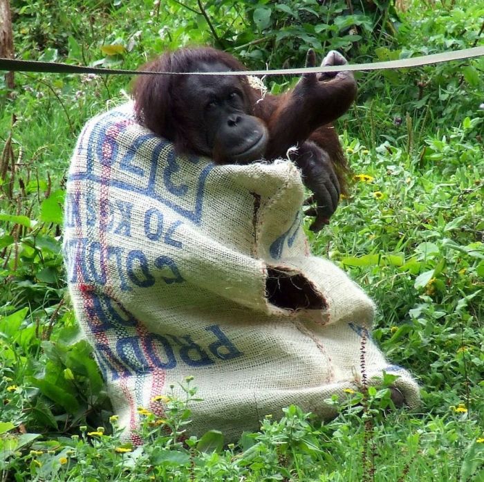 orangutan wears sack clothes