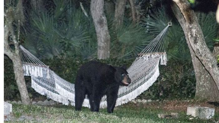 bear on the hammock