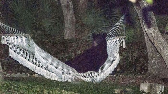 bear on the hammock