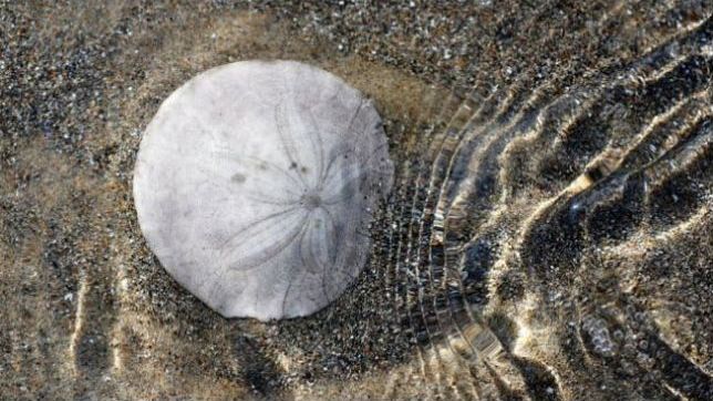 sand dollars