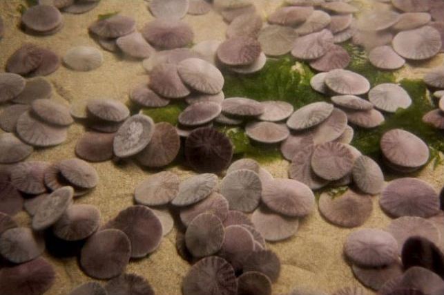 sand dollars