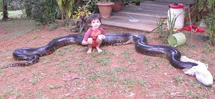 giant anaconda snake