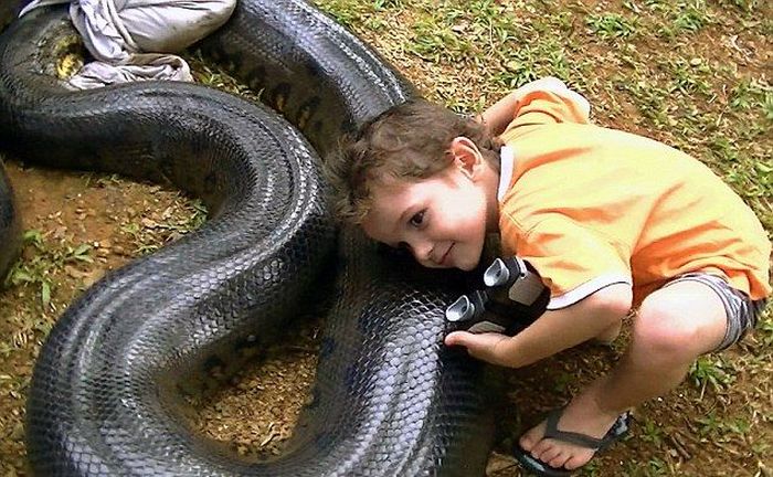 giant anaconda snake