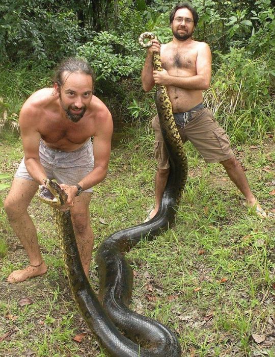giant anaconda snake