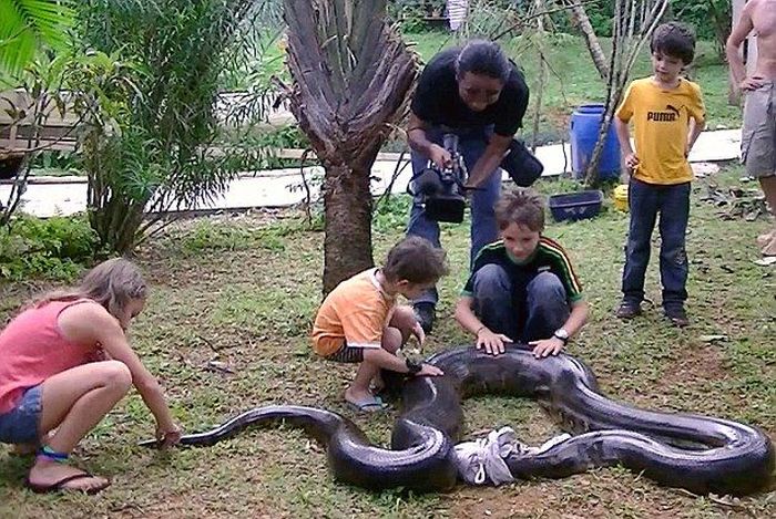 giant anaconda snake