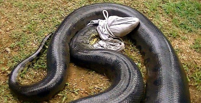 giant anaconda snake