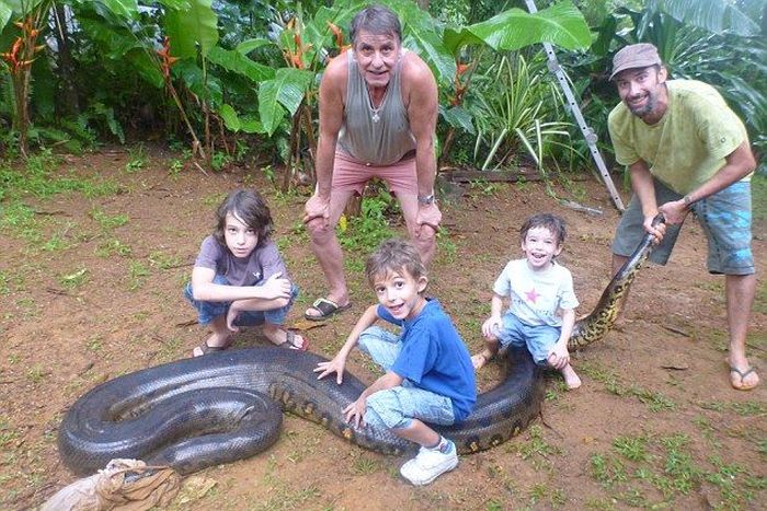 giant anaconda snake