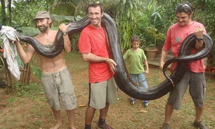 giant anaconda snake