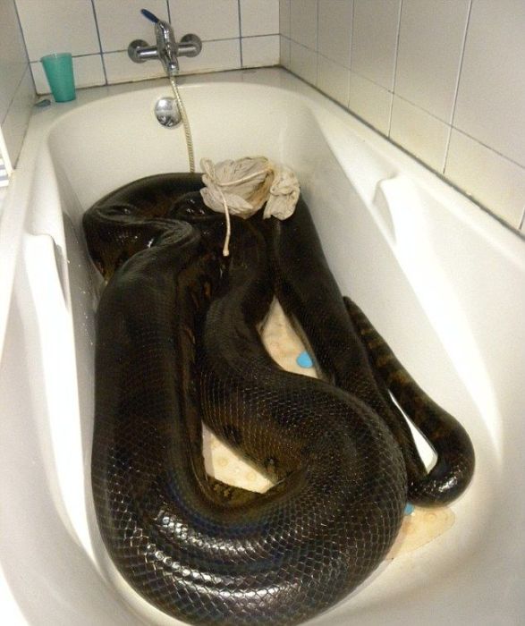 giant anaconda snake