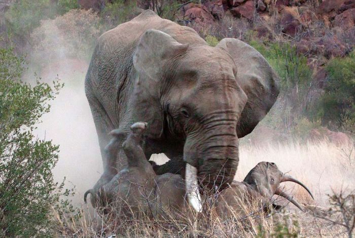 black rhinoceros against a furious elephant