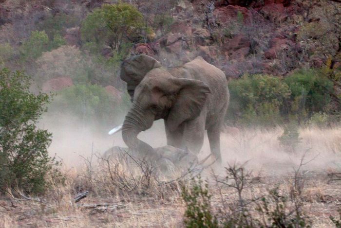 black rhinoceros against a furious elephant