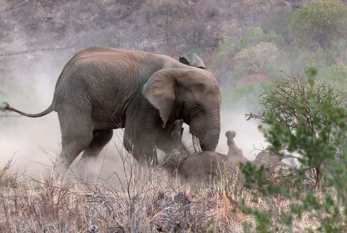 black rhinoceros against a furious elephant