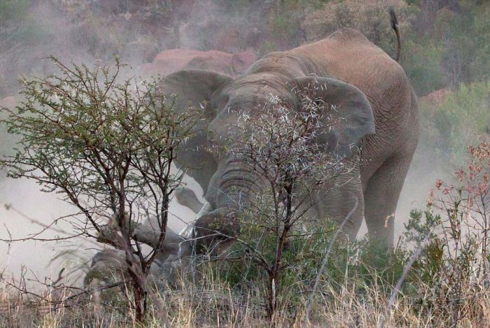 black rhinoceros against a furious elephant