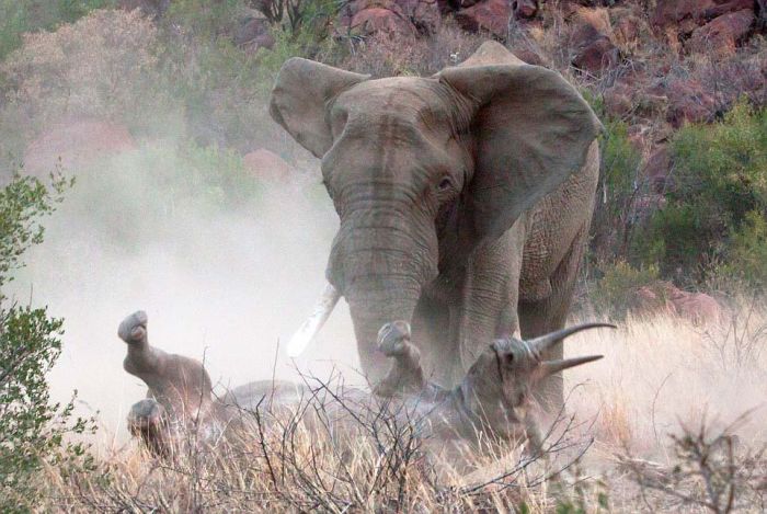 black rhinoceros against a furious elephant