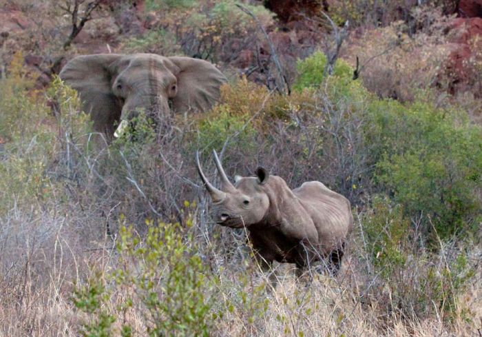 black rhinoceros against a furious elephant