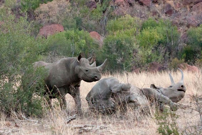 black rhinoceros against a furious elephant