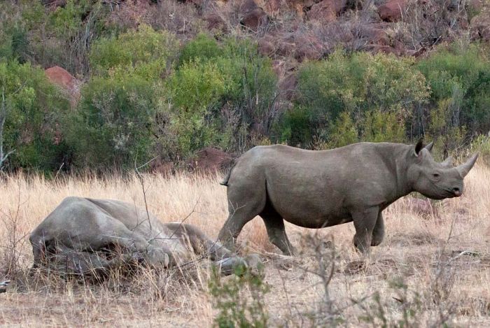 black rhinoceros against a furious elephant