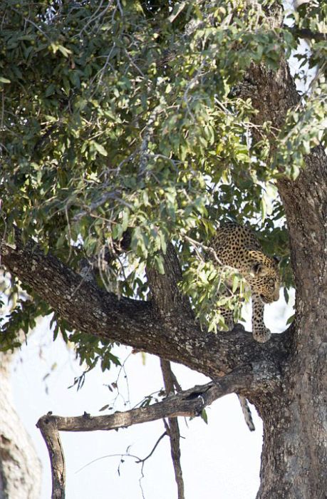 leopard against an antelope