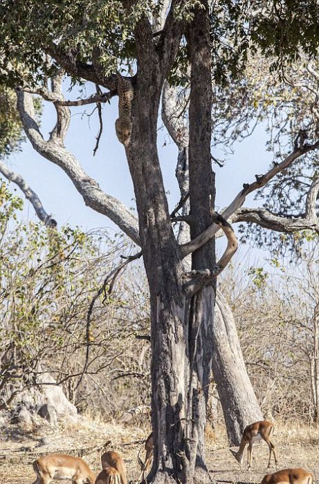 leopard against an antelope