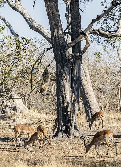 leopard against an antelope