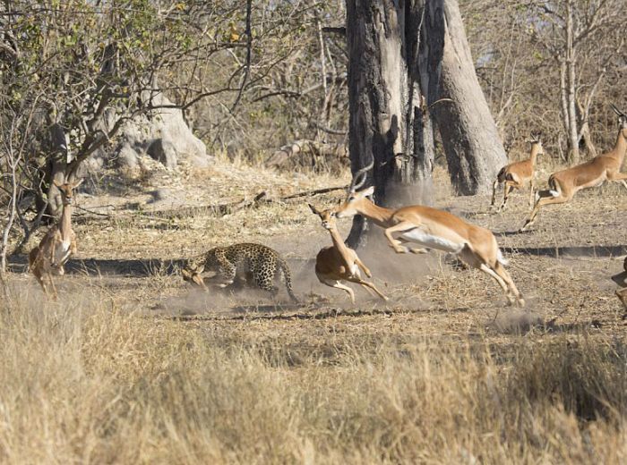 leopard against an antelope