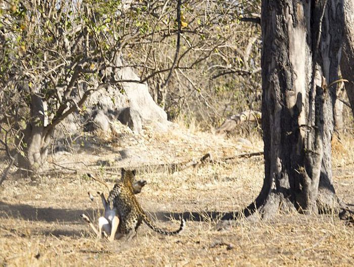 leopard against an antelope