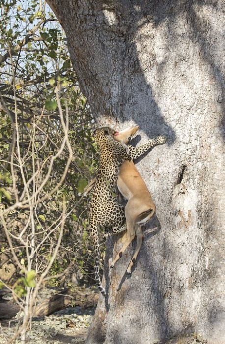 leopard against an antelope