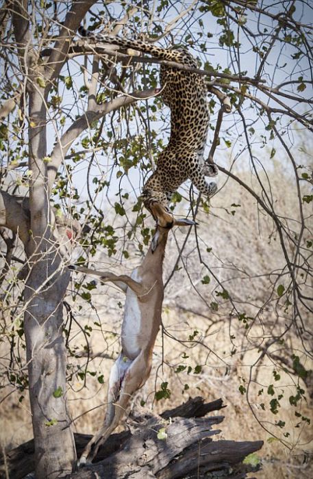 leopard against an antelope