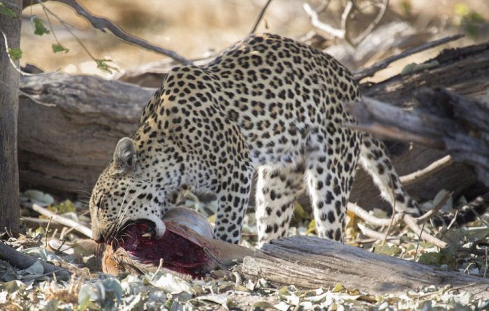 leopard against an antelope