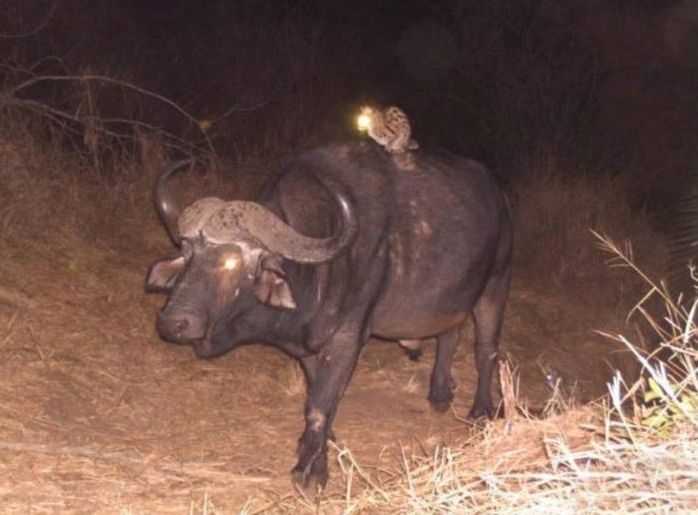 Genet riding buffalos and rhinoceros, Hluhluwe–iMfolozi Park, Durban, Zululand, KwaZulu-Natal, South Africa