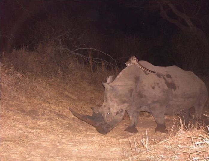 Genet riding buffalos and rhinoceros, Hluhluwe–iMfolozi Park, Durban, Zululand, KwaZulu-Natal, South Africa