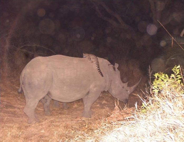 Genet riding buffalos and rhinoceros, Hluhluwe–iMfolozi Park, Durban, Zululand, KwaZulu-Natal, South Africa