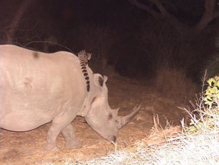 Genet riding buffalos and rhinoceros, Hluhluwe–iMfolozi Park, Durban, Zululand, KwaZulu-Natal, South Africa