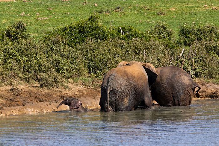 Rescuing a baby elephant, Addo Elephant National Park, Port Elizabeth, South Africa