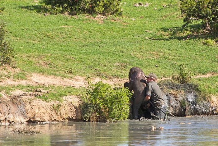 Rescuing a baby elephant, Addo Elephant National Park, Port Elizabeth, South Africa